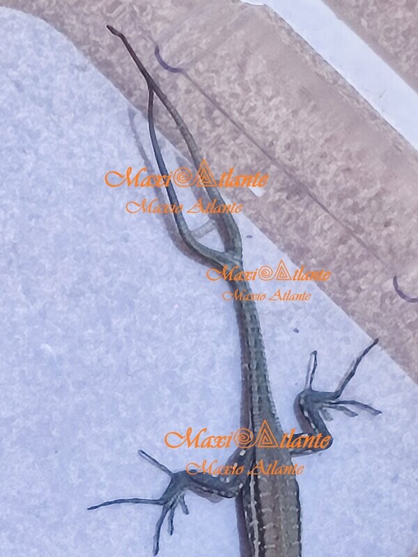 Foto de lagarto de dos rabos07