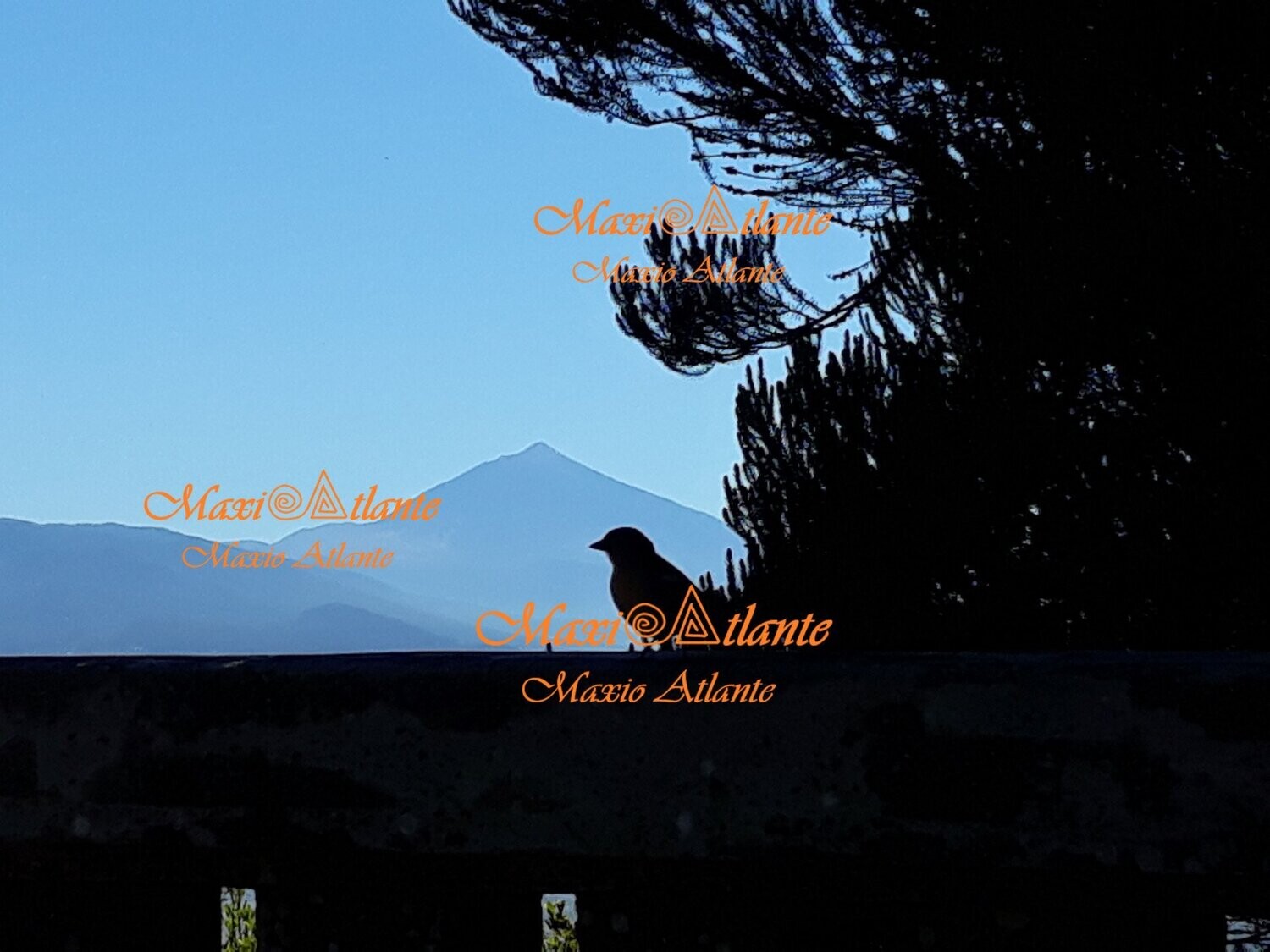 Pájaro canario contraluz Teide02
