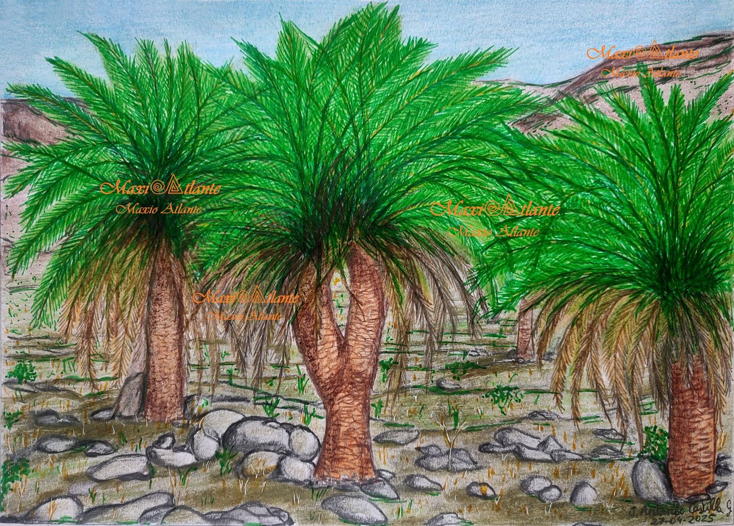 LA MILAGROSA PALMERA CANARIA