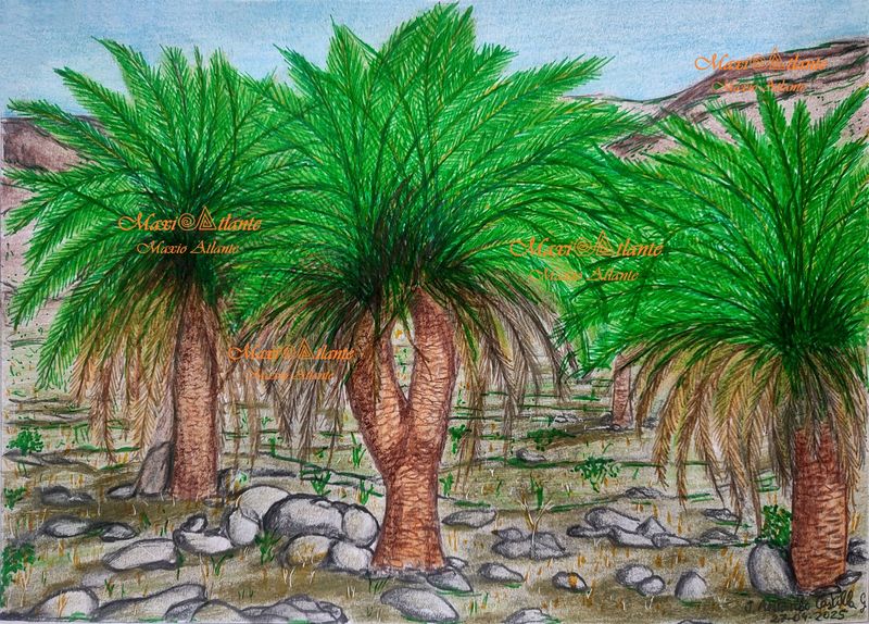 LA MILAGROSA PALMERA CANARIA