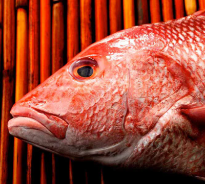 Snapper