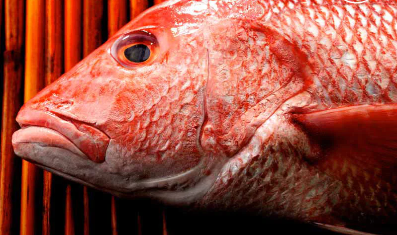 FINEST WILD WHOLE AMERICAN RED SNAPPER - 1 2 Lb