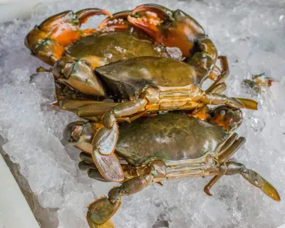 Maryland Soft Shell Crabs, Large 6 or 12 Pieces