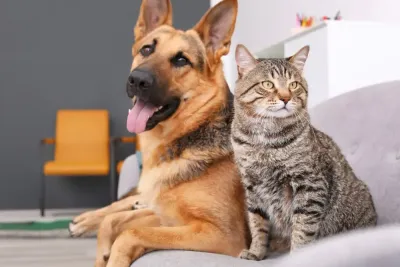 Holistic Pet Food