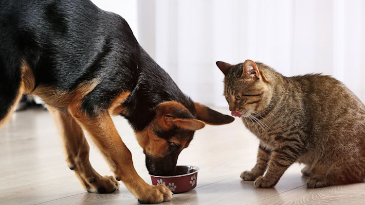 Venison Pet Formula - 1 lb - pet grade Venison Pet Formula - 1 lb - pet grade