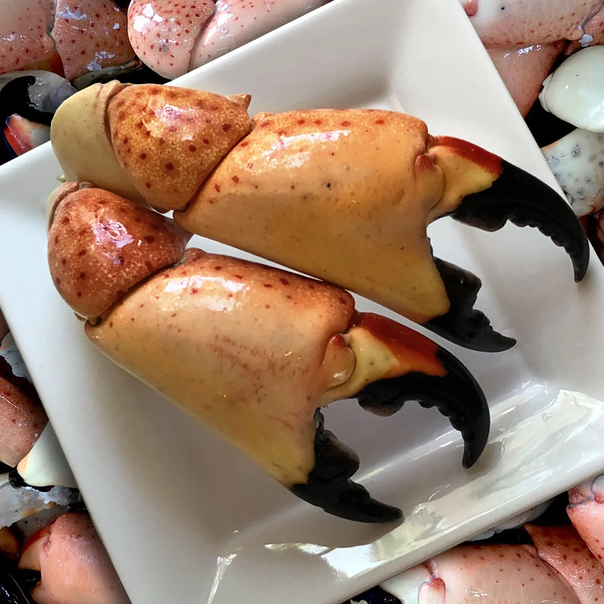 Stone Crab Claws, Large