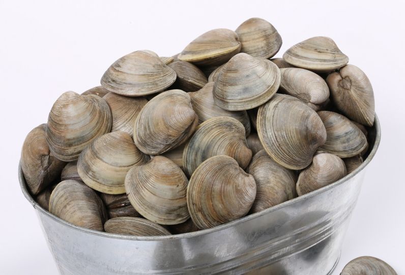 Fresh Littleneck Hard Clams, Chesapeake Bay, Virginia