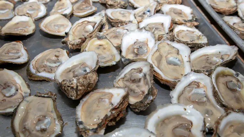 Chesapeake Bay Blue Point Oysters Chesapeake Bay Blue Point Oysters