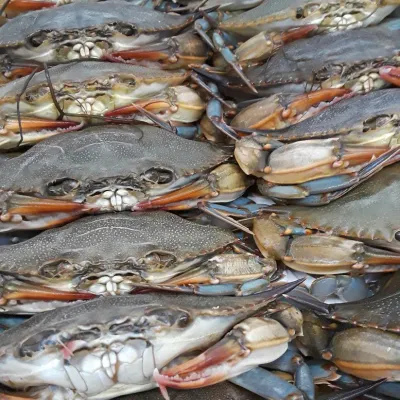 Maryland Soft Shell Crabs, Large, Cleaned, 6 or 12 pcs