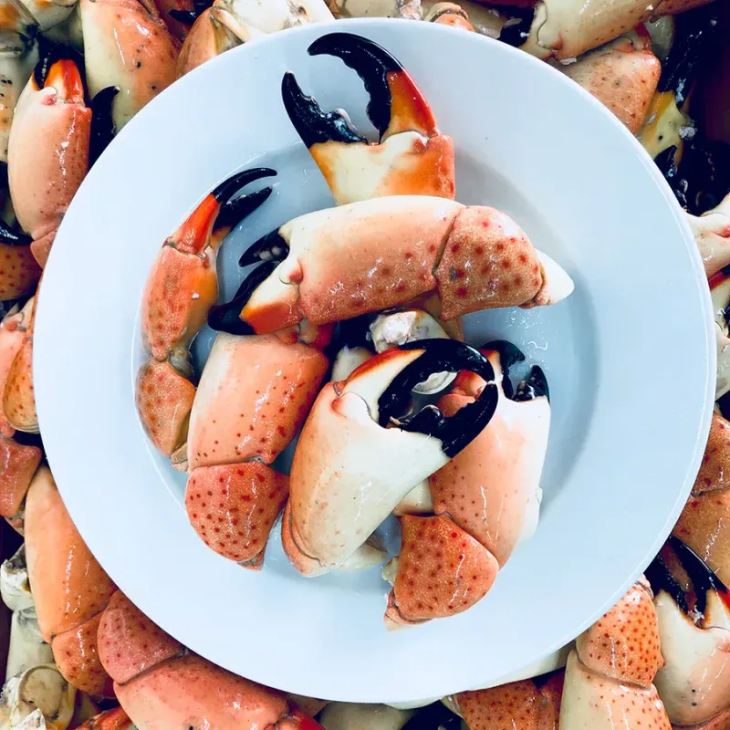 Florida Stone Crab Claws, Medium