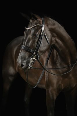 Kandare  KNIGHT POWER  by Mrs Ros