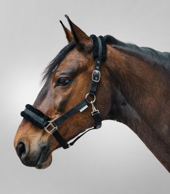 Halfter FIRST schwarz by Waldhausen Halfter FIRST schwarz by Waldhausen
