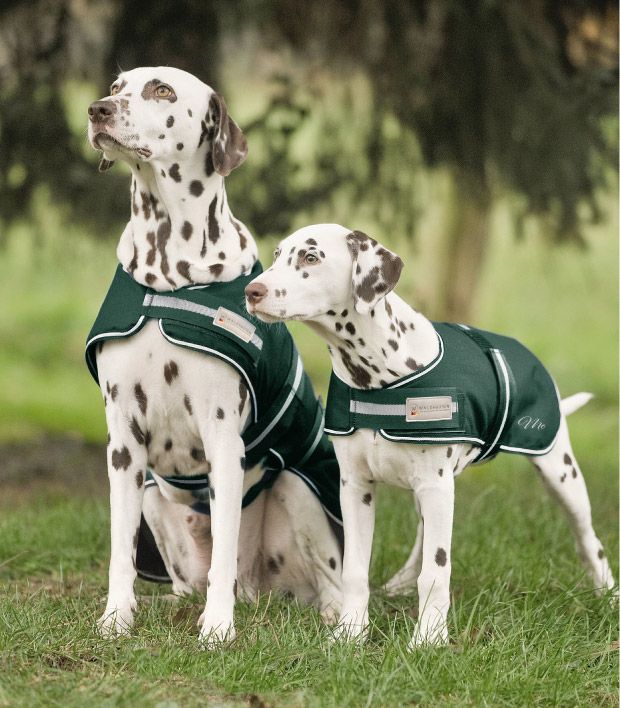 Regen-Hundemantel tannengrün optional mit Wunschnamen by Waldhausen