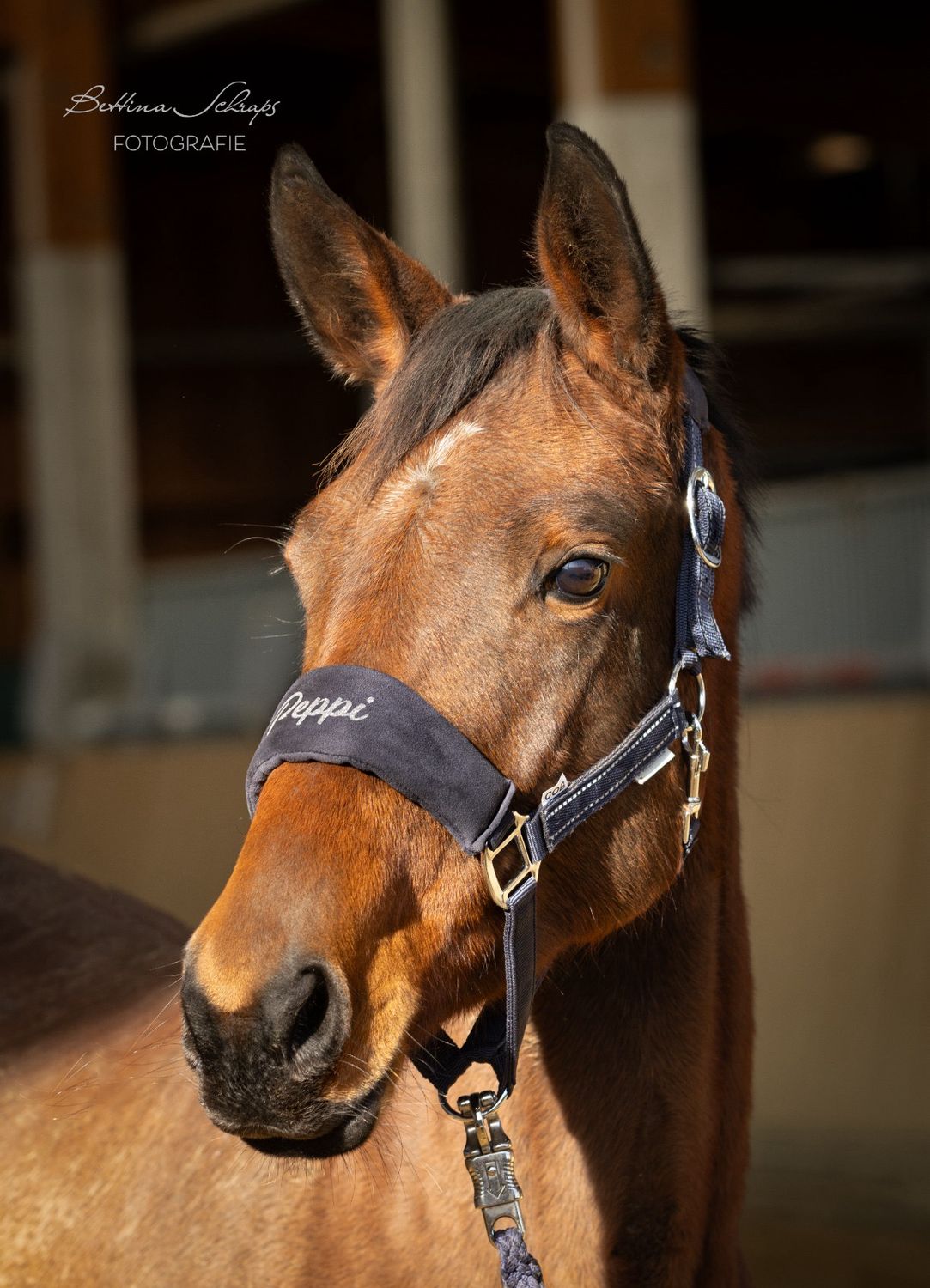 Halfter ALCANTARA mit WUNSCHNAMEN navy-blau by Waldhausen Halfter ALCANTARA mit WUNSCHNAMEN navy-blau by Waldhausen