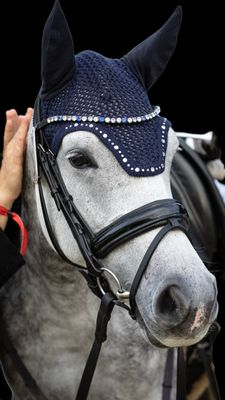Fliegenmütze, Fliegenhaube, Fliegenohren, Fliegenhäubchen, Fliegenöhrchen, Pferd, Pony, Strass, Reitsport, Dressurreiter, 