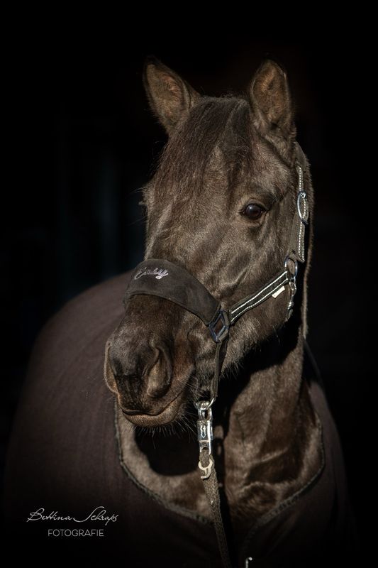 Halfter  ALCANTARA mit WUNSCHNAMEN schwarz by Waldhausen