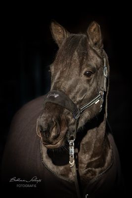 Halfter ALCANTARA mit WUNSCHNAMEN schwarz by Waldhausen Halfter ALCANTARA mit WUNSCHNAMEN schwarz by Waldhausen