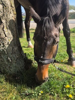 Halfter BREATH optional mit WUNSCHNAMEN schwarz by Waldhausen Halfter, BREATH, Wunschname, Waldhausen, schwarz, Pony, Pferd