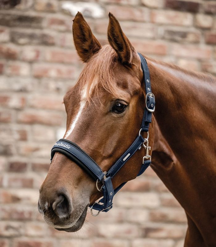 Halter, BREATH, Waldhausen, desired name, pony, horse, blue