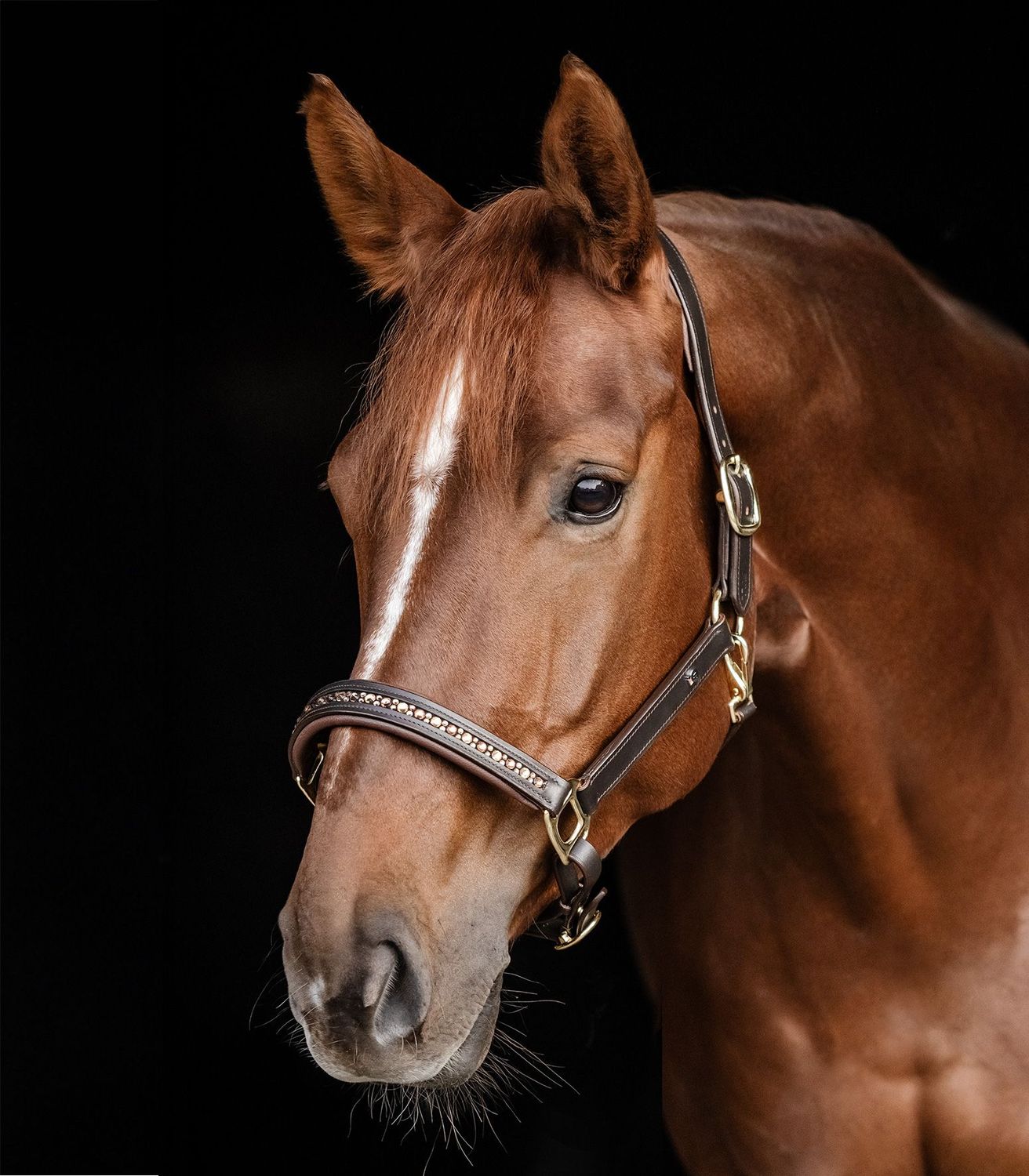 Waldhausen X-Line Lederhalfter Crystal, Halfter, Pferd, Pony, Geschenkidee