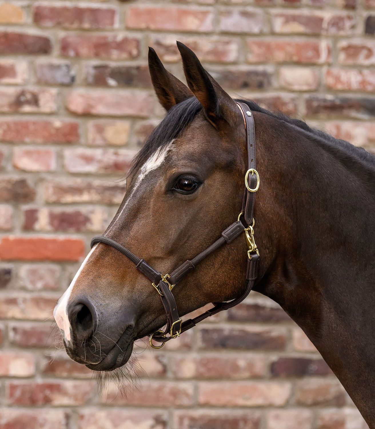 Lederhalfter X-Line Nevada braun Lederhalfter X-Line Nevada braun