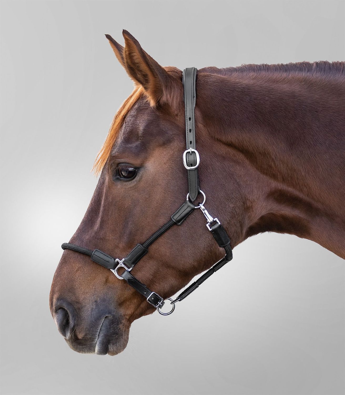 Lederhalfter X-Line Nevada schwarz by Waldhausen Lederhalfter mit Kordel, Nevada, schwarz, Waldhausen, Pferd, Pony, Geschenkidee