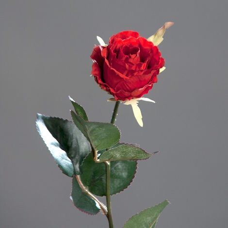 Une belle rose rouge