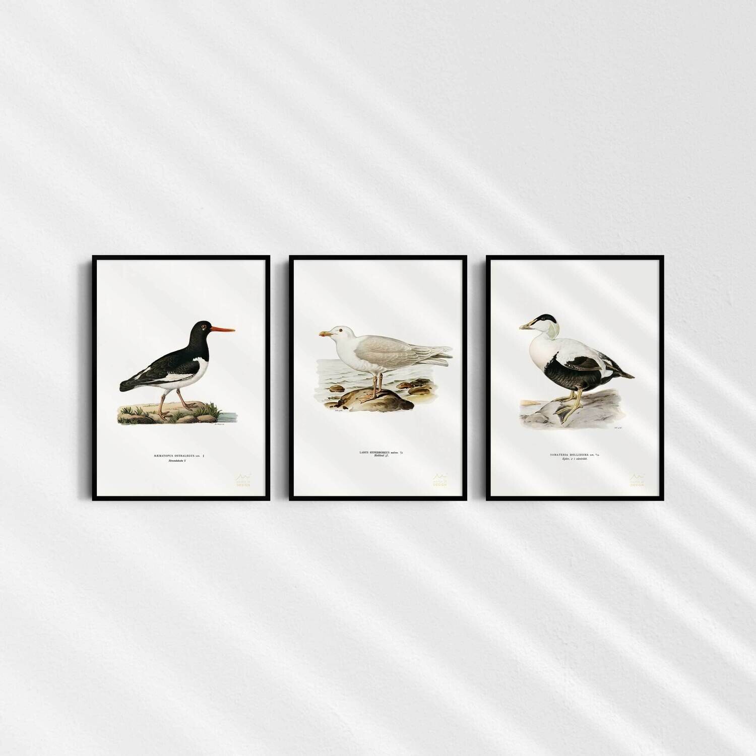 3-pack vintage konstkort - Svenska fåglar