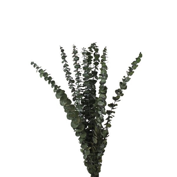 Eukalyptus getrocknet