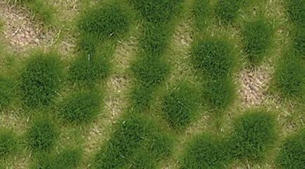 Herbe de printemps