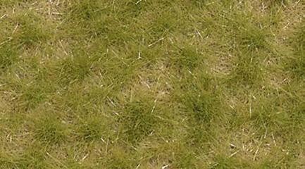 Herbe fin d'été