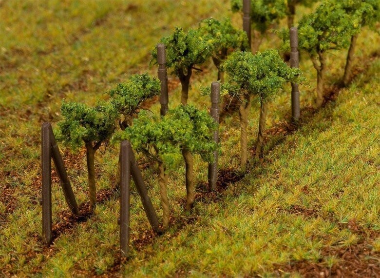 Vignes