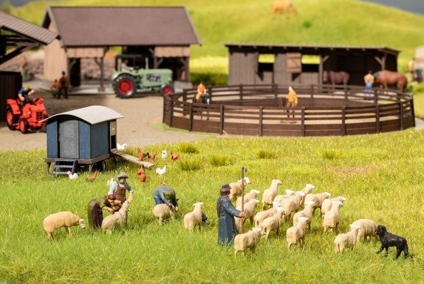 Tondre des moutons
