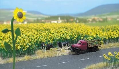 Champ de tournesol