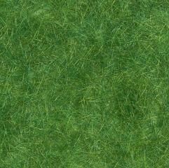 Herbage vert foncé