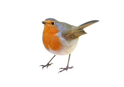 GARDEN /WILD BIRDS