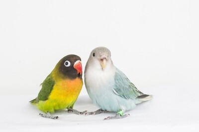 BIRDS