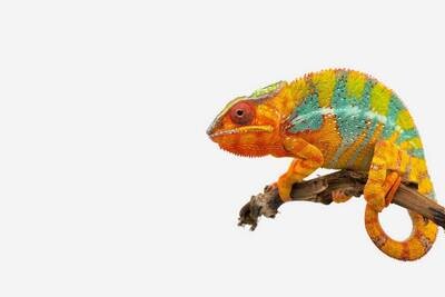 REPTILE