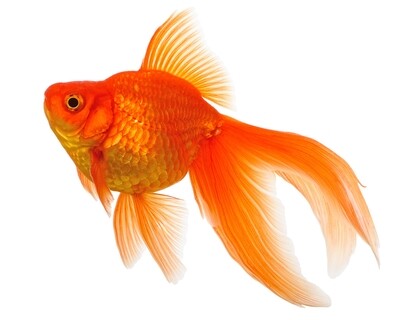 FISH &amp; AQUATICS