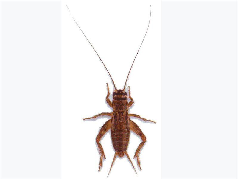 SILENT BROWN CRICKETS STANDARD ( AVAILABLE INSTORE ONLY )
