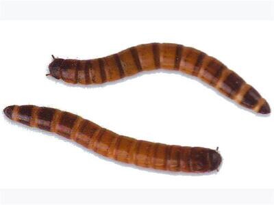 MORIO MEALWORM ( AVAILABLE INSTORE ONLY )