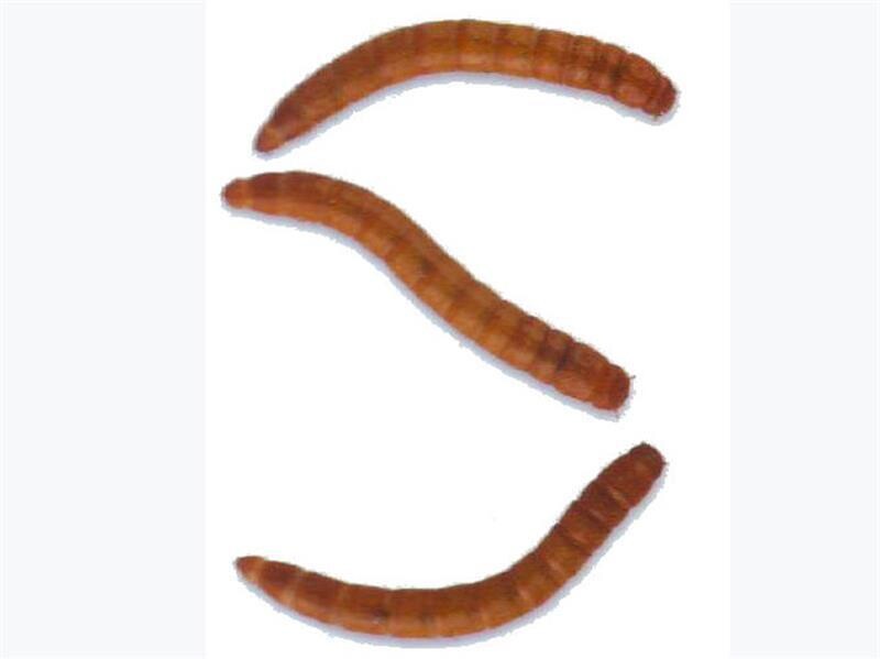 MEALWORM STANDARD ( AVAILABLE INSTORE ONLY )