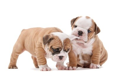 PUPPY