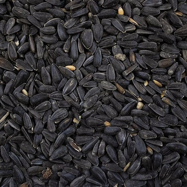 BLACK SUNFLOWER SEED ( WEIGHED BAGS )