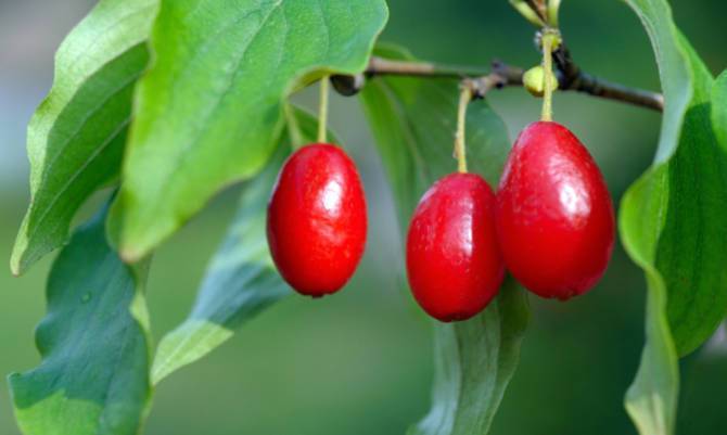 Cornelian Cherry Sauce (6 pcs.)