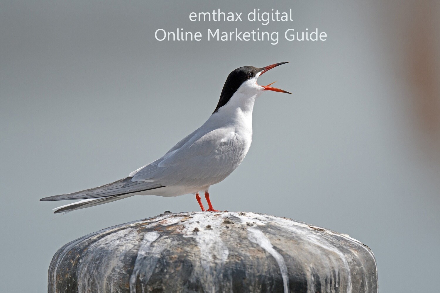 Online marketing guide