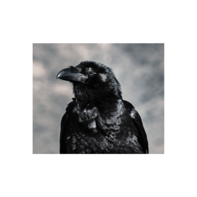 Crow Calls