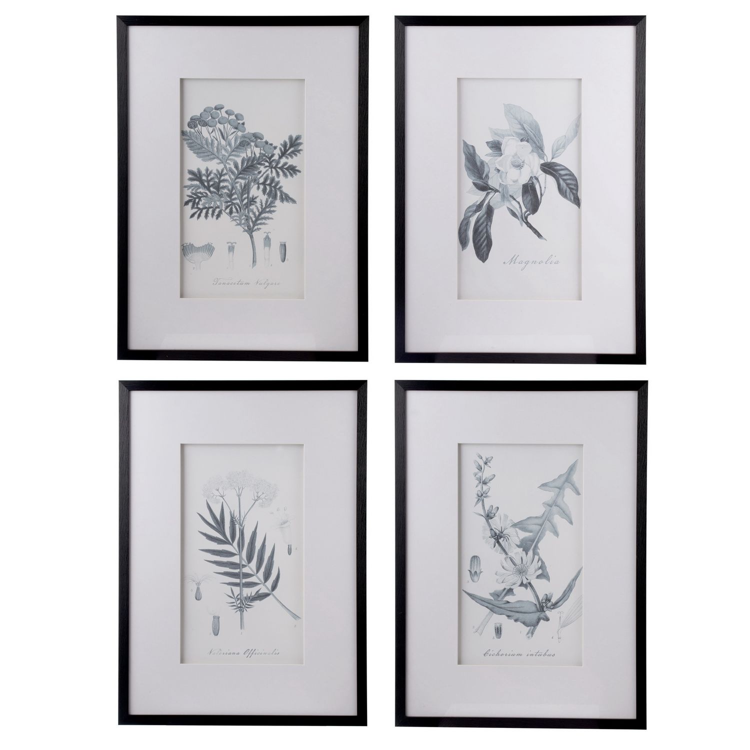 Botanical Black And White Fake Pencil Art