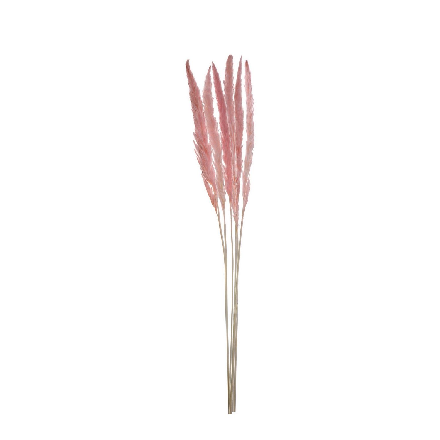 H Dried Natural Pampass Bundle