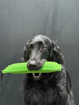 Double-Handle Bite Tug (Green) Double-Handle Bite Tug (Green)